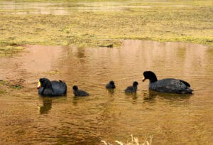 DSC_0780_coot.jpg