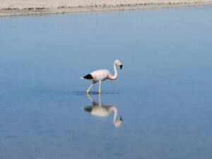 DSC_0982_flamingo.jpg